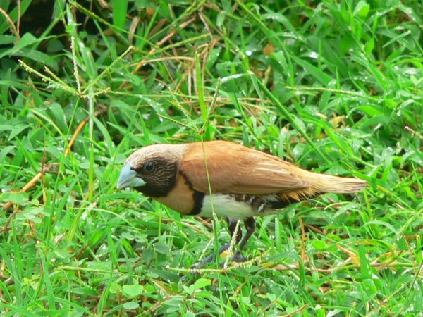 87- Petit oiseau 